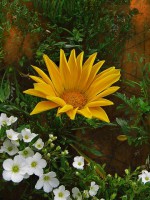 /album/fotogaleria-fotografia-macro/img-1895-640x480-jpg/